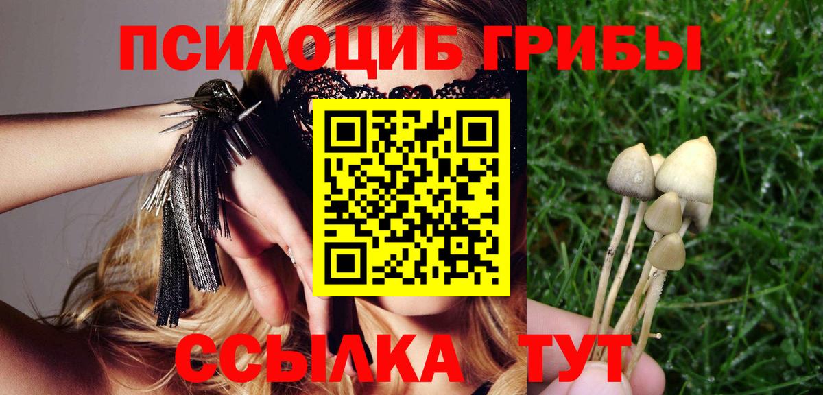 Псилоцибиновые грибы Psilocybine cubensis Всеволожск